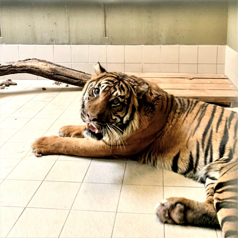 Neuer Sumatratiger im Tierpark Cottbus